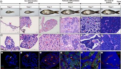 Dynamic Gene Expression and Alternative Splicing Events Demonstrate Co-Regulation of Testicular Differentiation and Maturation by the Brain and Gonad in Common Carp